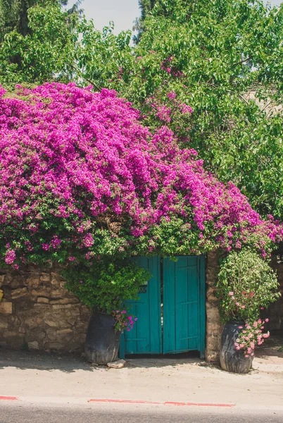 Beautiful Flowers Garden — Stock Photo, Image