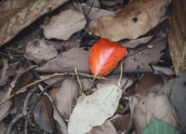 秋の紅葉 秋の植物 — ストック写真