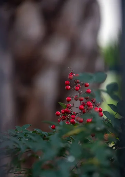 Червоні Ягоди Лісі — стокове фото