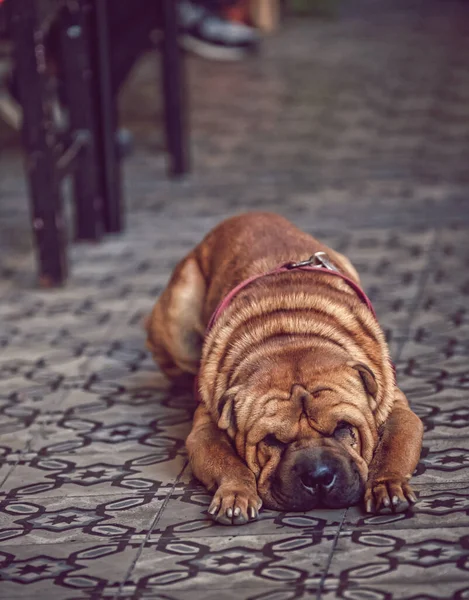 Собака Лежить Підлозі — стокове фото
