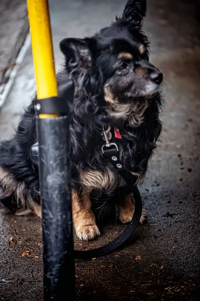 Собака Чорним Коміром — стокове фото