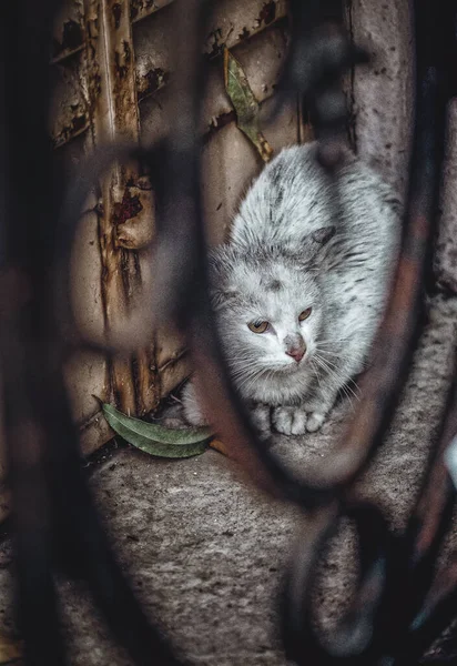 Smutsig Vit Katt Gatan — Stockfoto