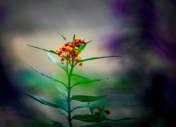 Vackra Blommor Trädgården — Stockfoto