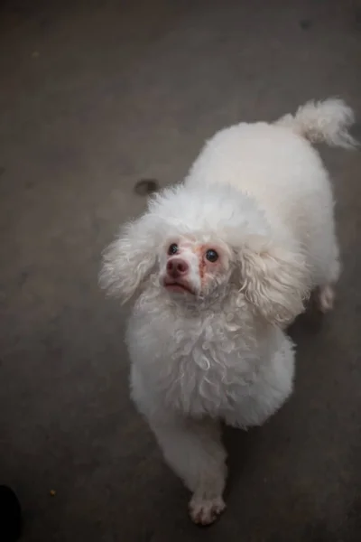 White Fluffy Dog Garden — Stock Photo, Image