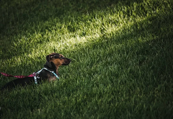 Породы Собак Траве — стоковое фото