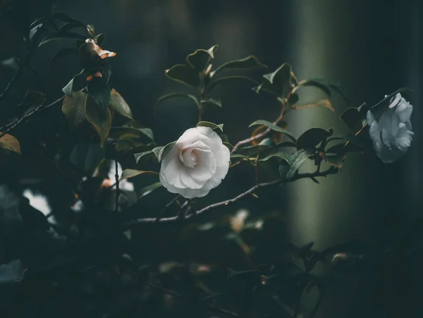 庭の美しい白いバラ — ストック写真