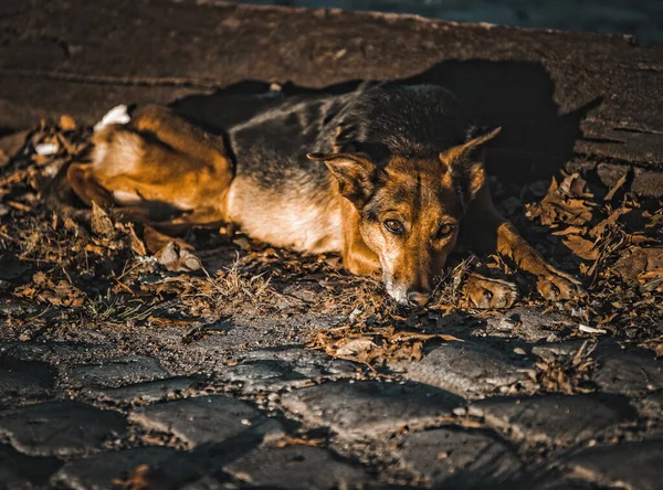 Cão Deitado Chão — Fotografia de Stock