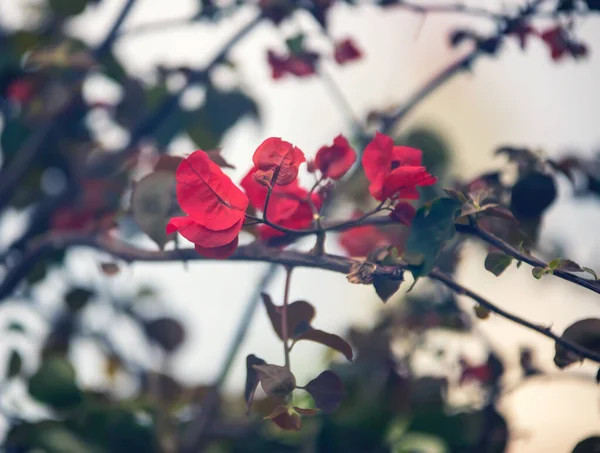 Beautiful Flowers Garden — Stock Photo, Image