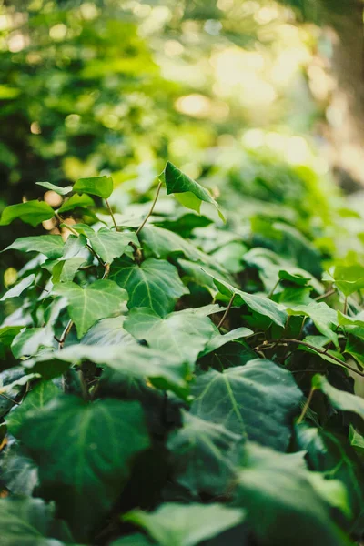 Folhas Verdes Uma Fábrica Jardim — Fotografia de Stock