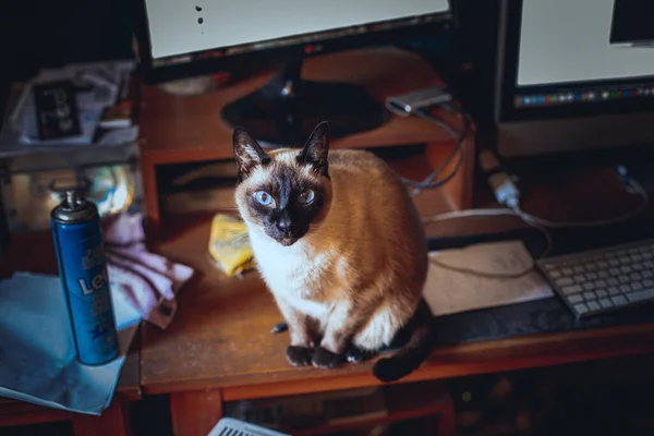 Gato Sentado Mesa Sala — Fotografia de Stock