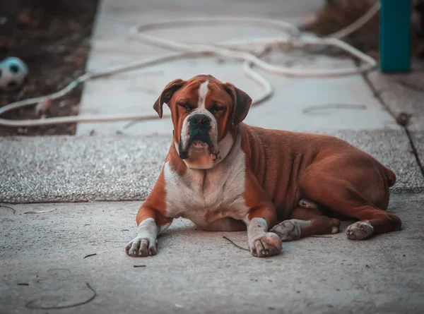 Portret Van Hondenras Close — Stockfoto