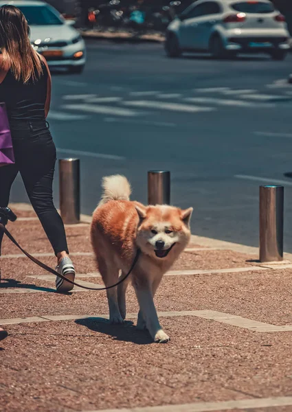 Hond Stad — Stockfoto