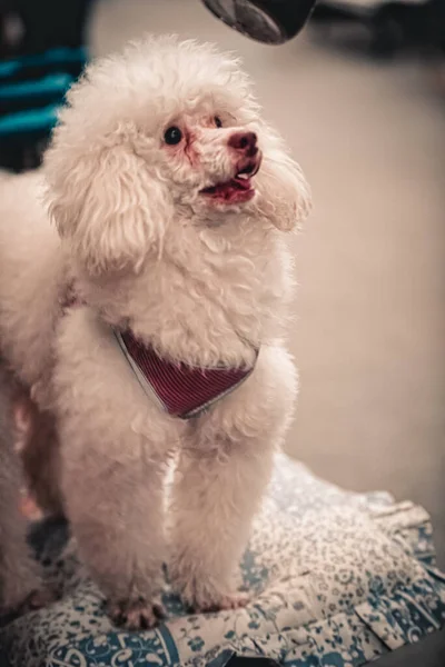 Собака Милим Португальським Цуценям — стокове фото