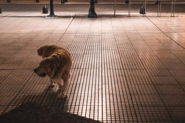 Egy Kutya Sétál Városban — Stock Fotó