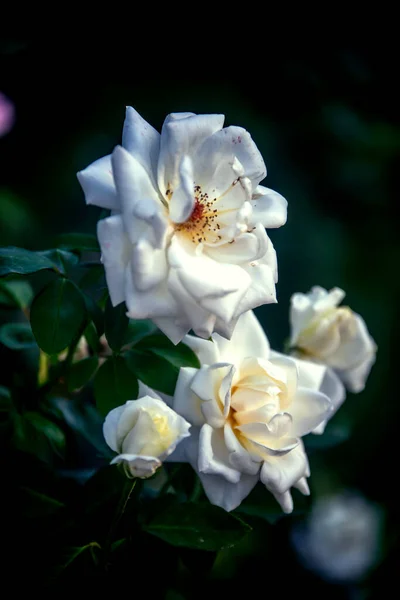 Красиві Біло Рожеві Квіти Саду — стокове фото