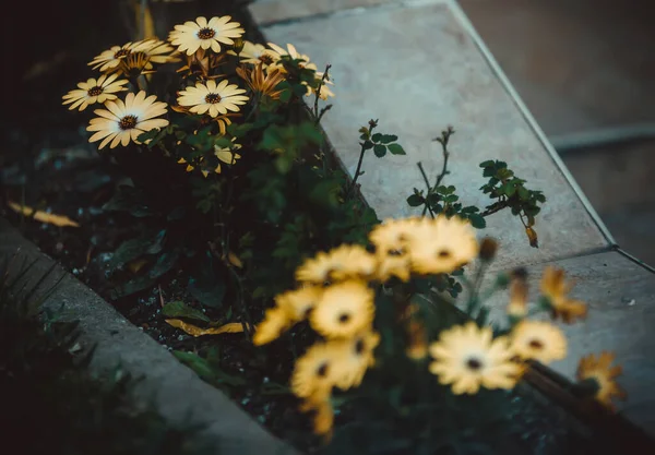 Schöne Blumen Garten — Stockfoto