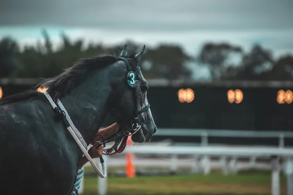 Cheval Dans Paddock — Photo