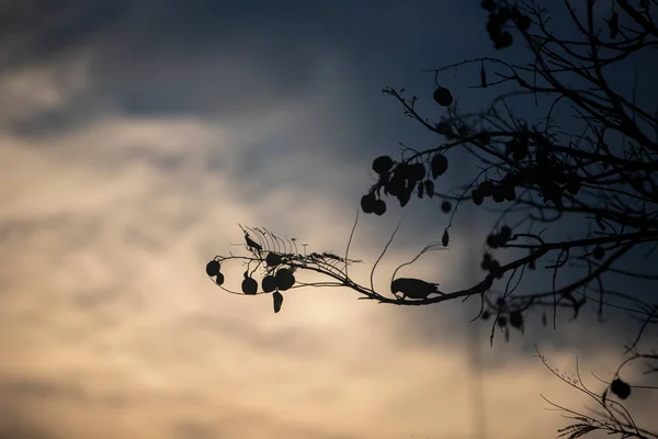 Ağaçtaki Bir Kuş Sürüsü — Stok fotoğraf