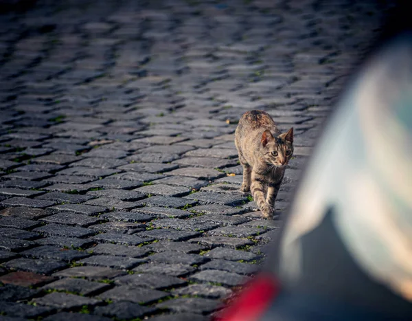 猫が通りに座って — ストック写真