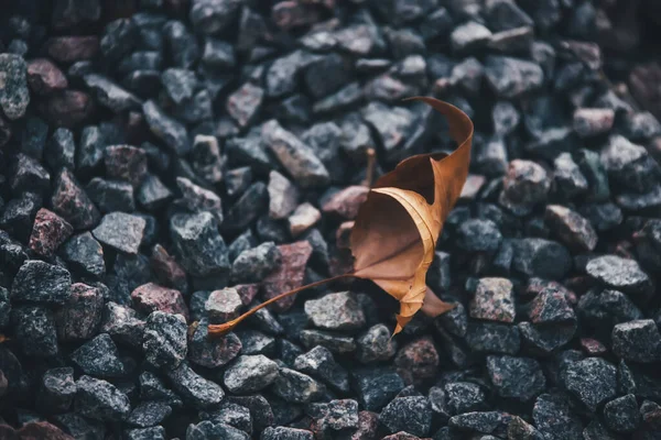 Сухий Осінній Лист Гальки — стокове фото