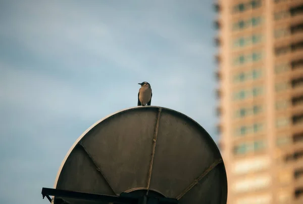 街の屋根の上の鳥 — ストック写真