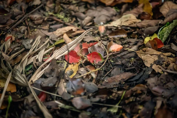 Feuilles Automne Flore Saison Automne — Photo