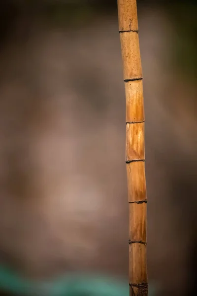 Amarelo Bambu Varas Fundo — Fotografia de Stock