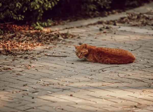 Röd Katt Gatan — Stockfoto