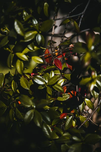 Groene Bladeren Tuin — Stockfoto