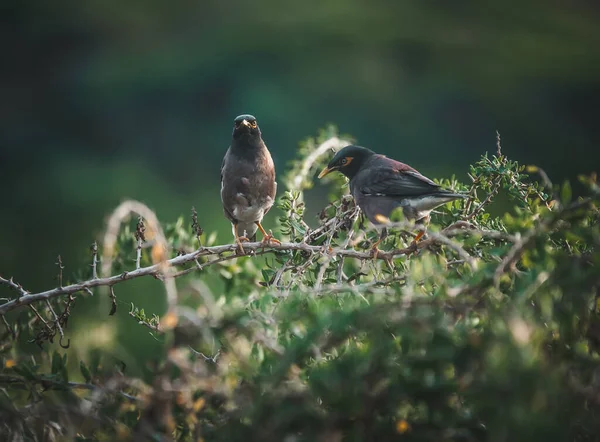 森の木の枝に鳥がいて — ストック写真