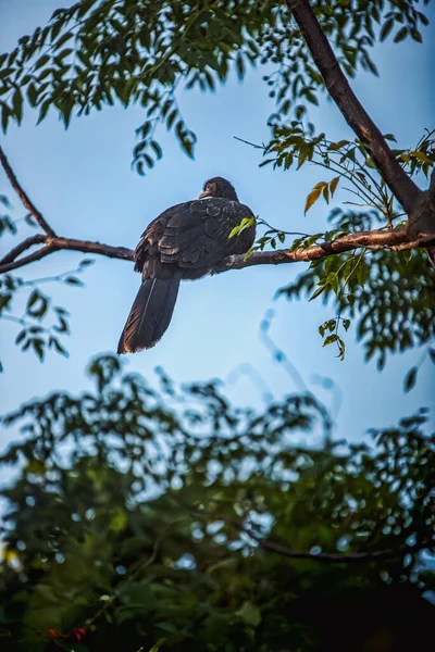 Black Crow Sitting Tree Branch — Stock Photo, Image