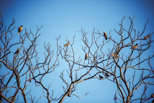 Branches Arbres Flore Nature — Photo