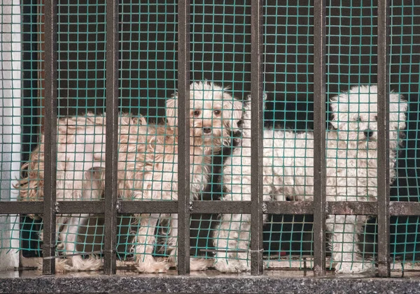 Dogs Cage Looking Camera — Fotografia de Stock