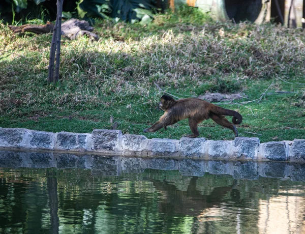 Lobo Negro Río — Foto de Stock