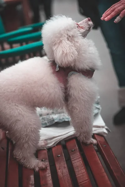Милий Пухнастий Кіт Білим Собакою — стокове фото