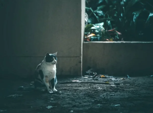 거리에 고양이 — 스톡 사진