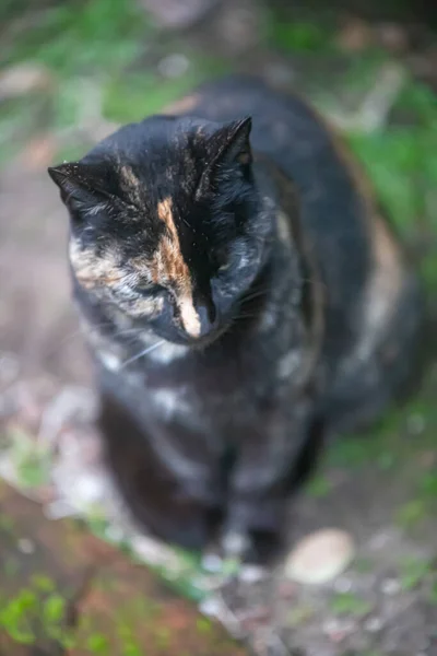 Gato Preto Branco Jardim — Fotografia de Stock