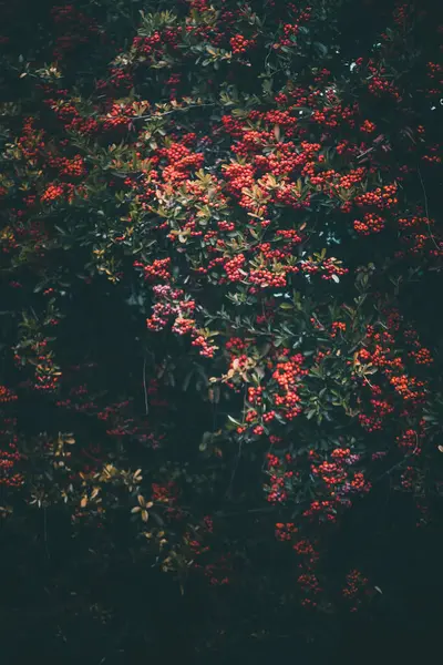 Прекрасне Осіннє Листя Осінній Сезон Флора — стокове фото