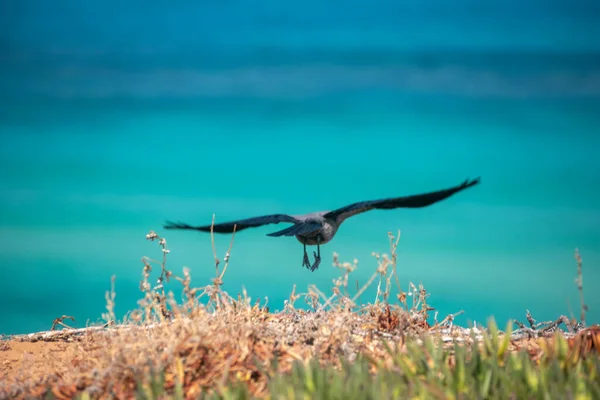 Μια Όμορφη Θέα Ενός Πουλιού Στην Παραλία — Φωτογραφία Αρχείου
