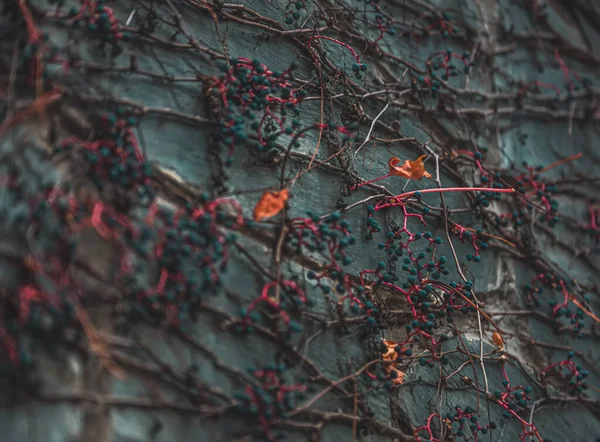 秋の紅葉 秋の植物 — ストック写真