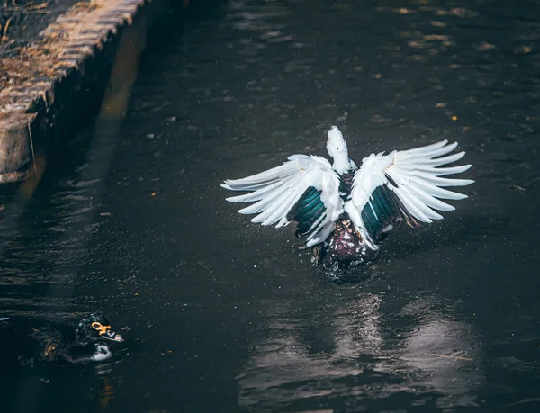 Weißer Schwan Fliegt Wasser — Stockfoto