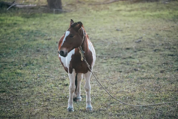 Cavalo Castanho Campo — Fotografia de Stock