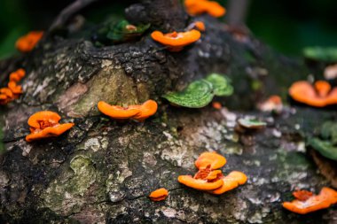 Buenos Aires 'te bir bahçede koyu ağaç kabuğunda turuncu mantarlar.