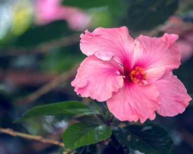 Bahçedeki güzel pembe çiçek