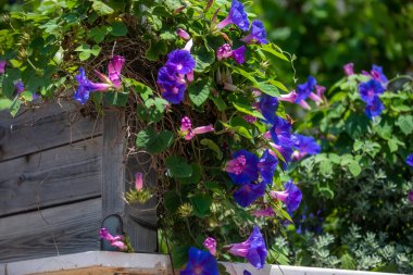 Bahçedeki güzel çiçekler