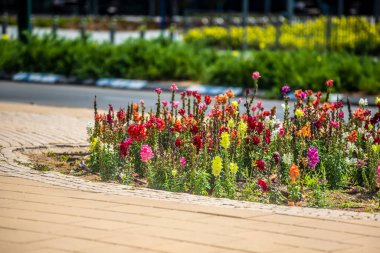 Bahçedeki güzel çiçekler