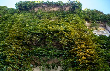 Bahçede yeşil yapraklar