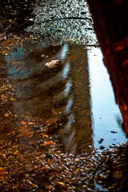 autumn leaves and puddle, fall season flora