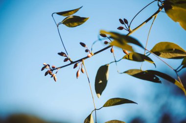 Güzel botanik fotoğrafı, doğal duvar kağıdı.