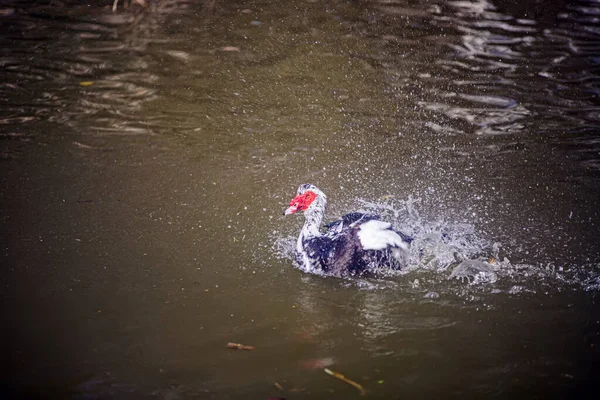 Pato Agua —  Fotos de Stock